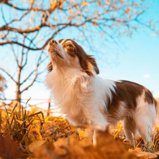 Dog autumn desktop wallpaper