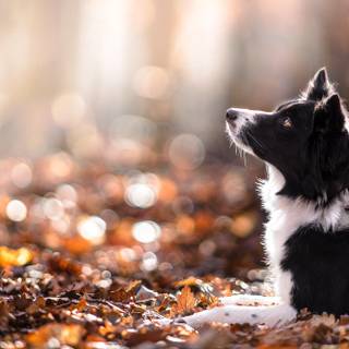 Dog autumn desktop wallpaper