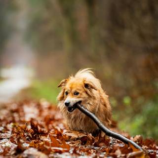 Pet autumn wallpaper