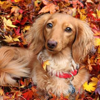 Dog autumn desktop wallpaper