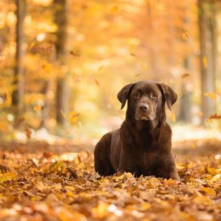 Dog autumn desktop wallpaper