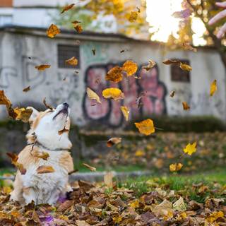 Dog autumn desktop wallpaper