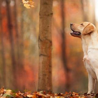 Dog autumn desktop wallpaper
