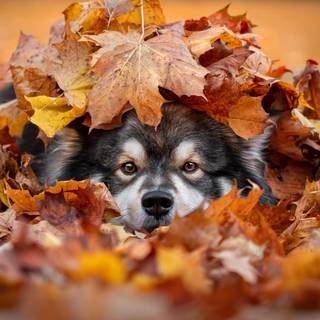 Dog autumn desktop wallpaper