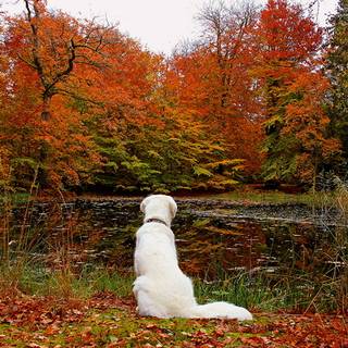 Dog autumn desktop wallpaper