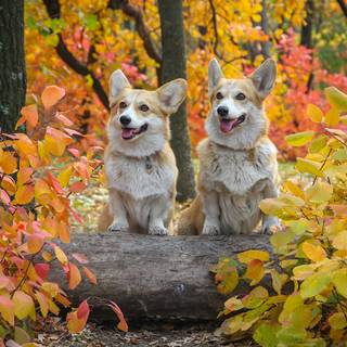 Dog autumn desktop wallpaper