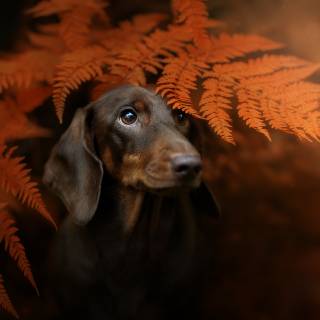 Dog autumn desktop wallpaper