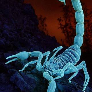 Scorpion animal wallpaper