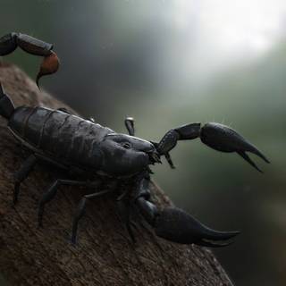 Scorpion animal wallpaper