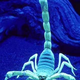 Scorpion animal wallpaper