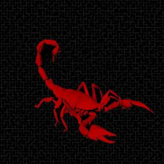 Scorpion animal wallpaper