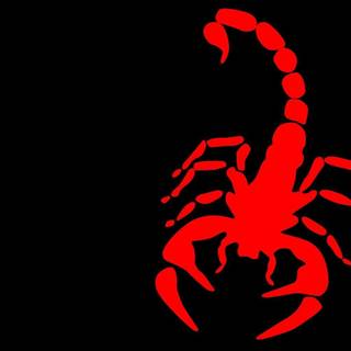 Scorpion animal wallpaper