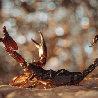 Scorpion animal wallpaper
