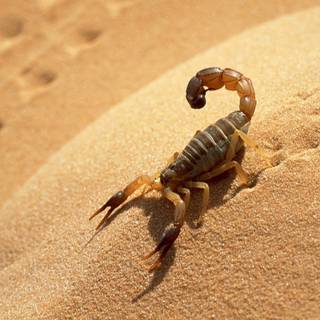 Scorpion animal wallpaper