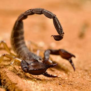 Scorpion animal wallpaper