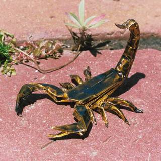 Scorpion animal wallpaper