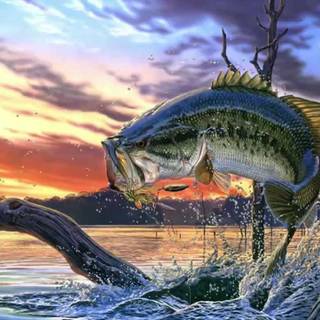 Murray cod wallpaper