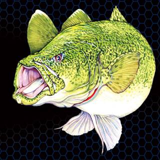 Murray cod wallpaper