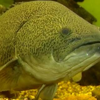 Murray cod wallpaper