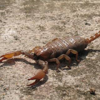 Scorpion animal wallpaper