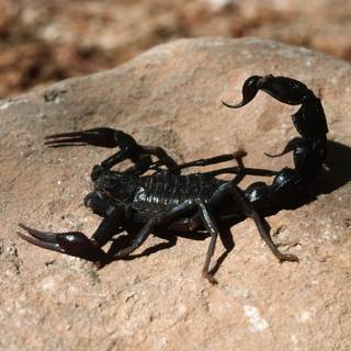 Scorpion animal wallpaper