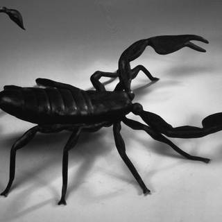 Scorpion animal wallpaper