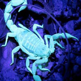 Scorpion animal wallpaper