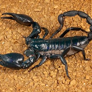 Scorpion animal wallpaper