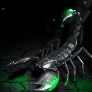 Scorpion animal wallpaper