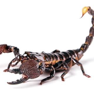 Scorpion animal wallpaper