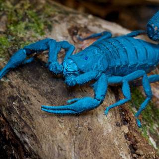 Scorpion animal wallpaper