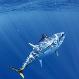 Barramundi wallpaper