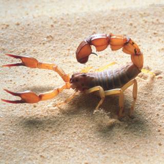 Scorpion animal wallpaper