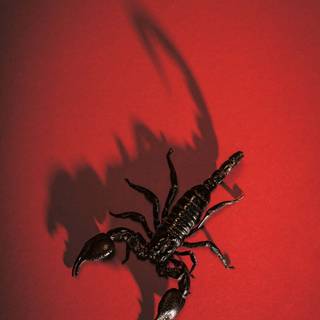 Scorpion animal wallpaper