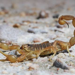 Scorpion animal wallpaper