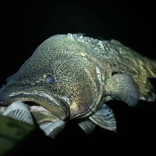 Murray cod wallpaper