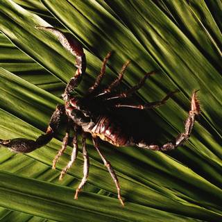 Scorpion animal wallpaper