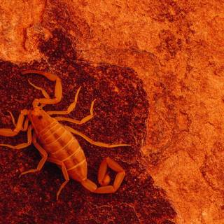 Scorpion animal wallpaper
