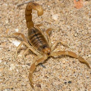Scorpion animal wallpaper