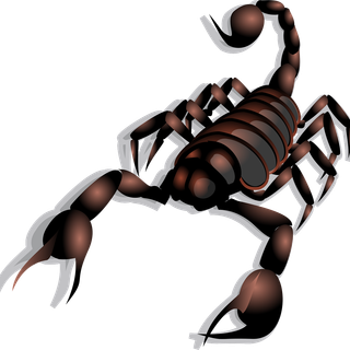 Scorpion animal wallpaper