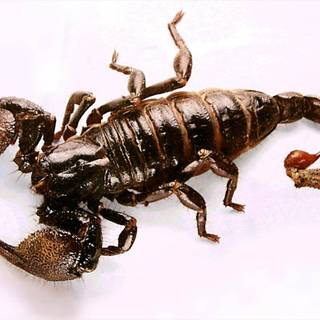 Scorpion animal wallpaper