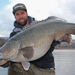 Murray cod wallpaper