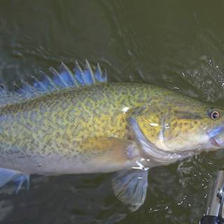 Murray cod wallpaper