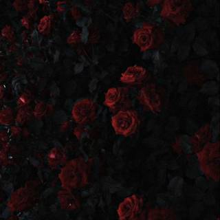 Oil painting iPhone red black wallpaper