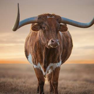 Texas longhorn 4k desktop wallpaper