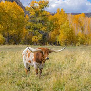 Texas longhorn 4k desktop wallpaper