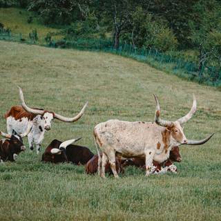 Texas longhorn 4k desktop wallpaper