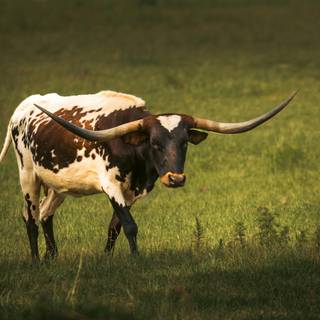 Texas longhorn 4k desktop wallpaper