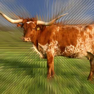 Texas longhorn 4k desktop wallpaper