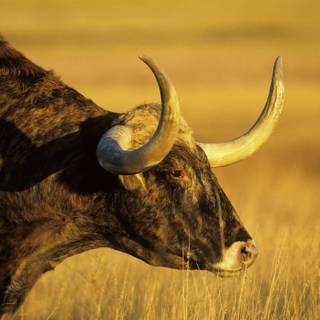 Texas longhorn 4k desktop wallpaper